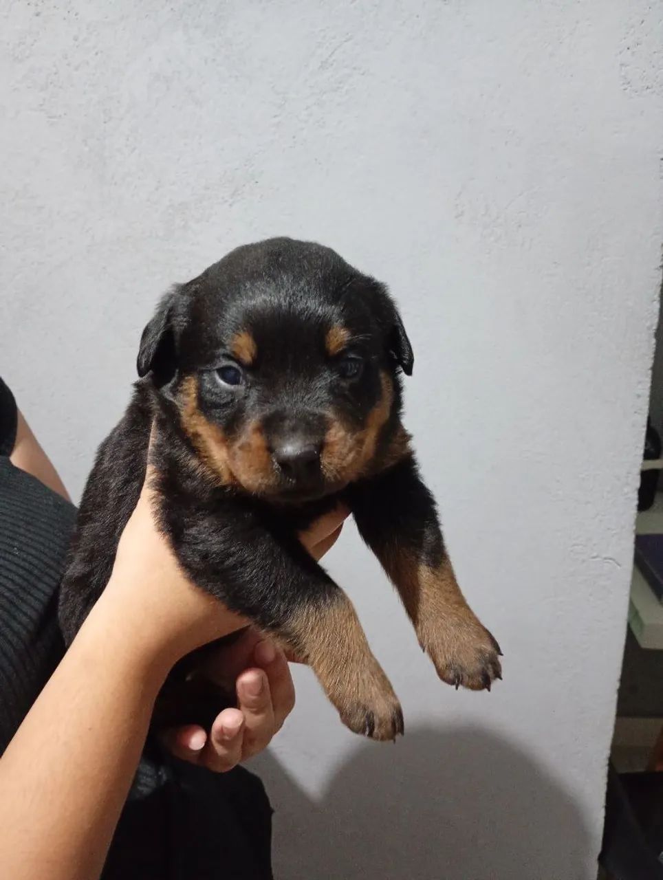 Filhotes de Rottweiler  - Foto 3