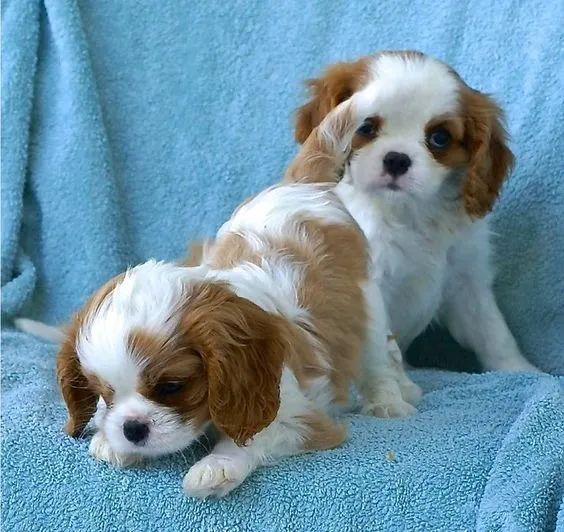 Cavalier King Charles pronta entrega