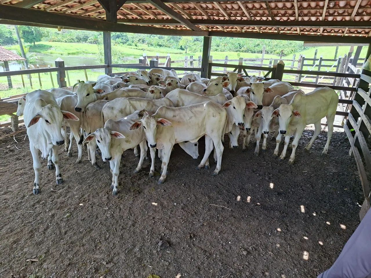 Bezerros Nelore 450,00,00 por  @