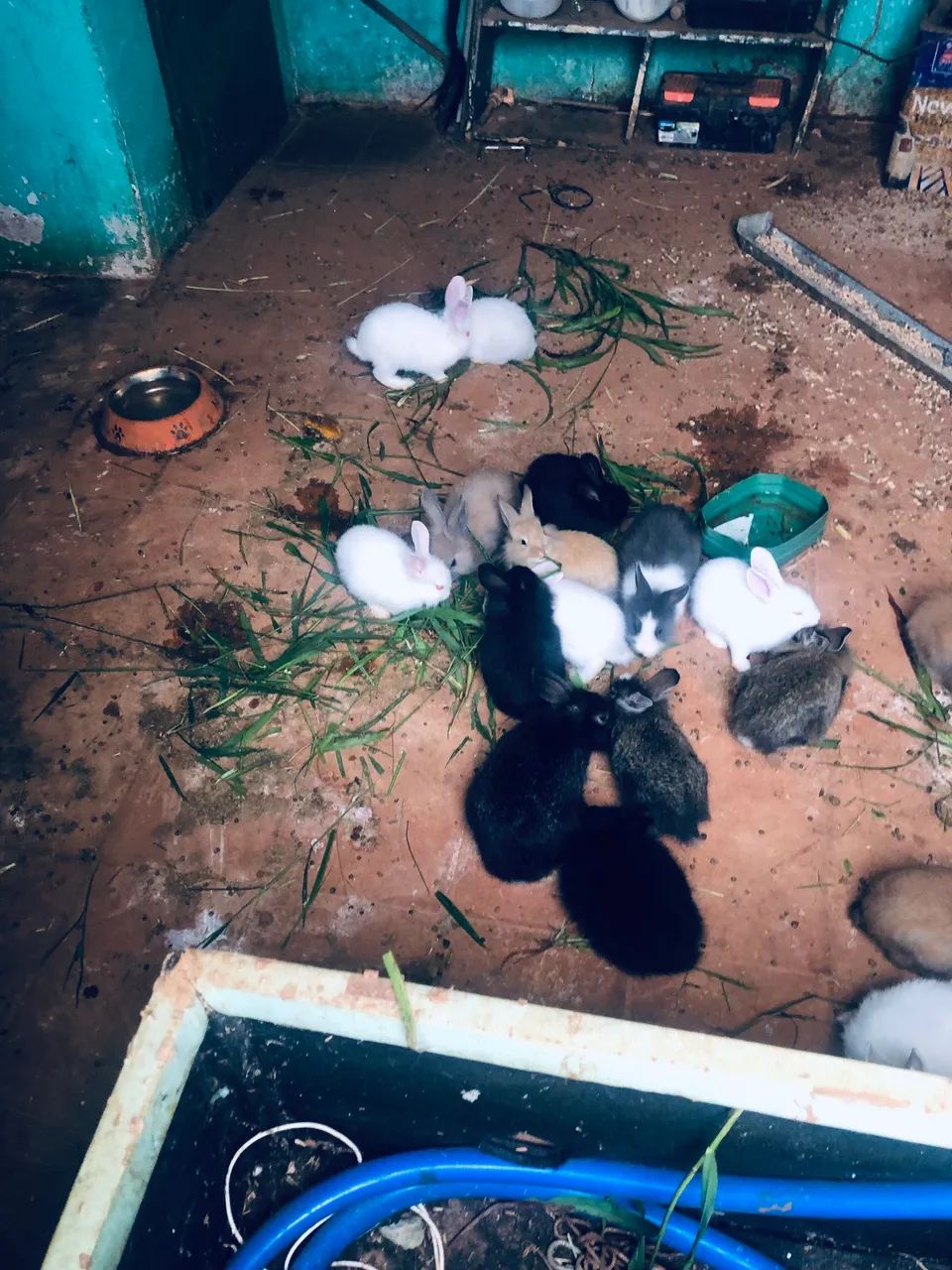 Filhotes de coelhos - Foto 3