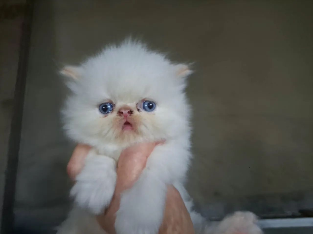 Gato persa @elisandrapet  - Foto 2