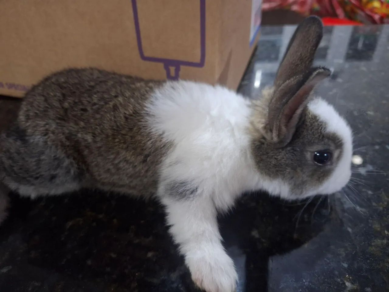 Coelhinhos com 25 dias de nascido,