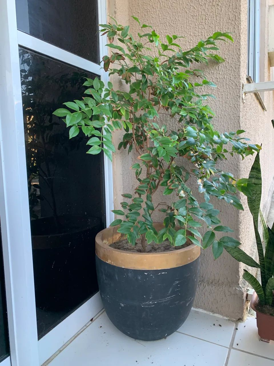 Jabuticabeira  - Foto 2