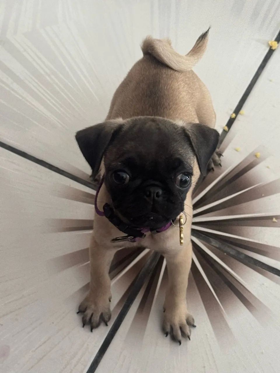Pug fêmea 1500 - Foto 2