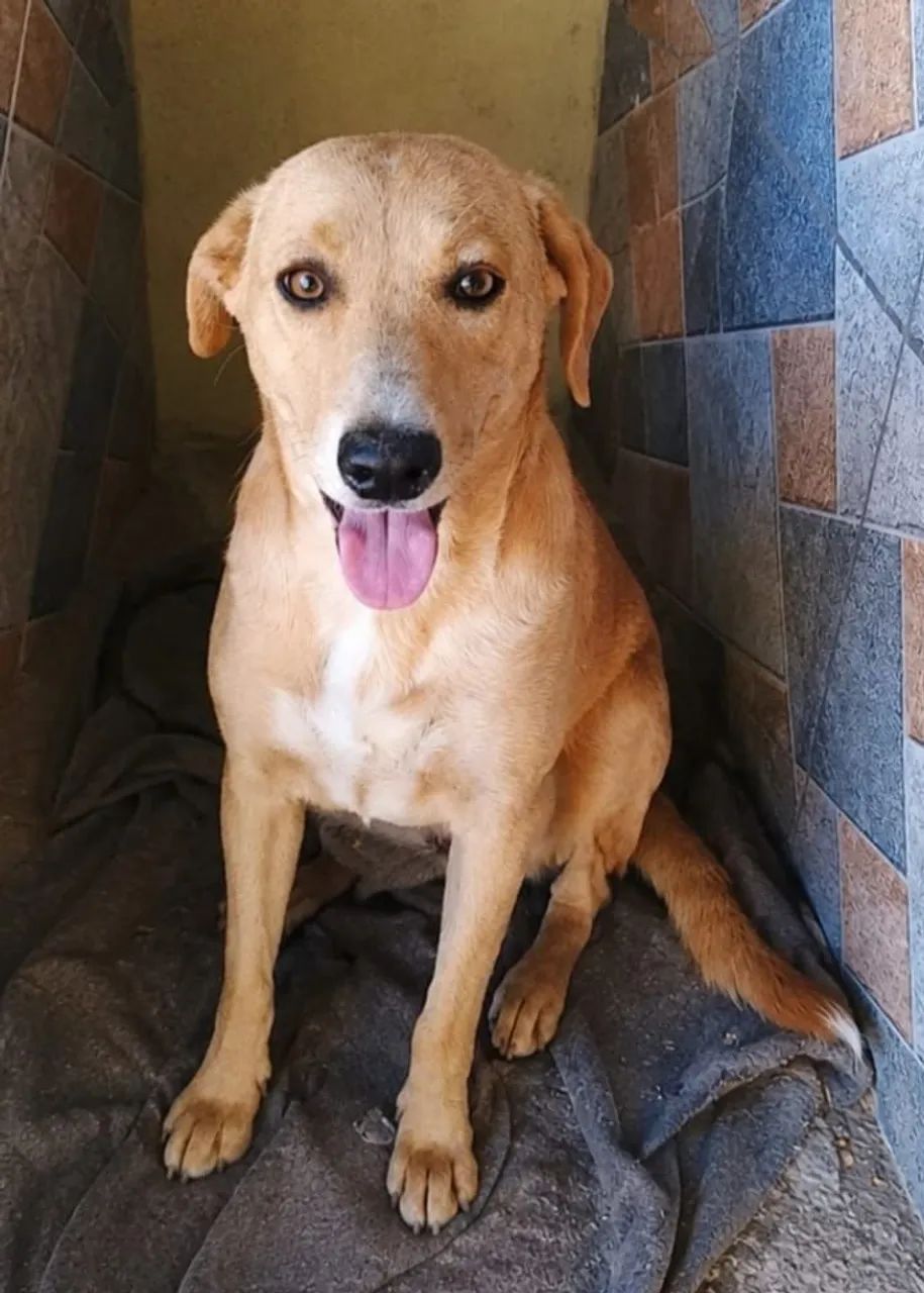 Cadela para adoção responsável 