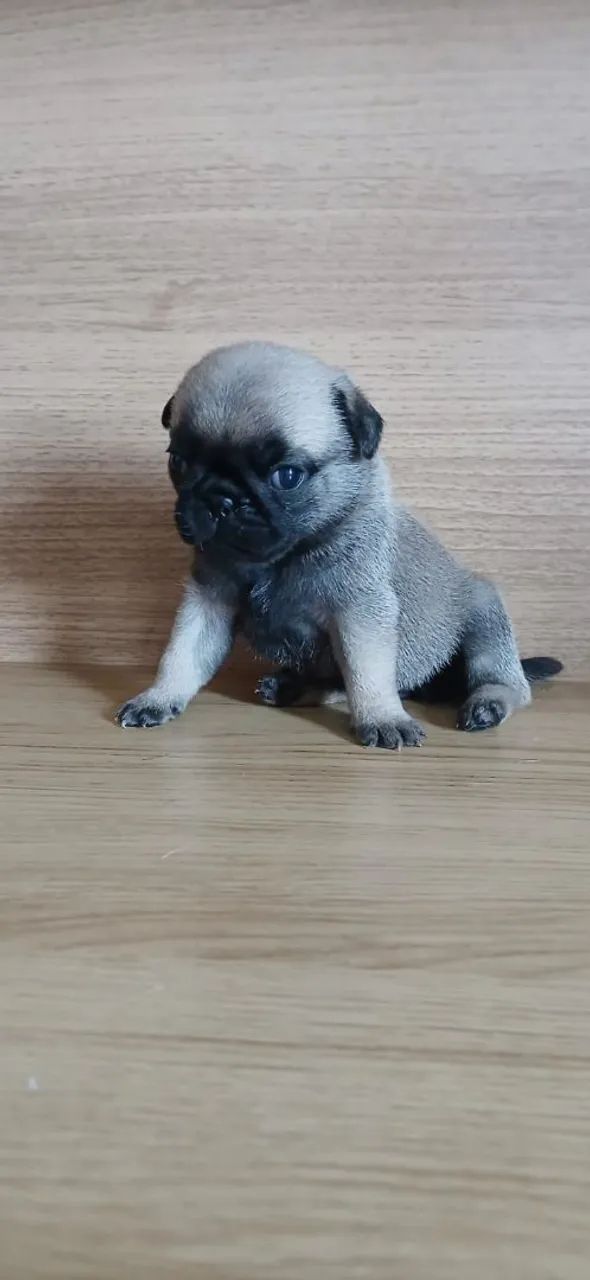PUG - Foto 4