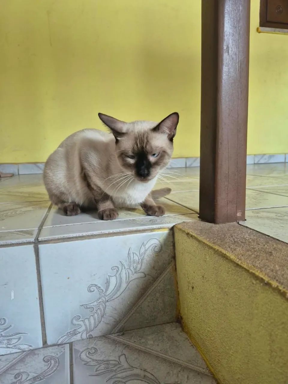Gatinho de 10 meses para doação  - Foto 3