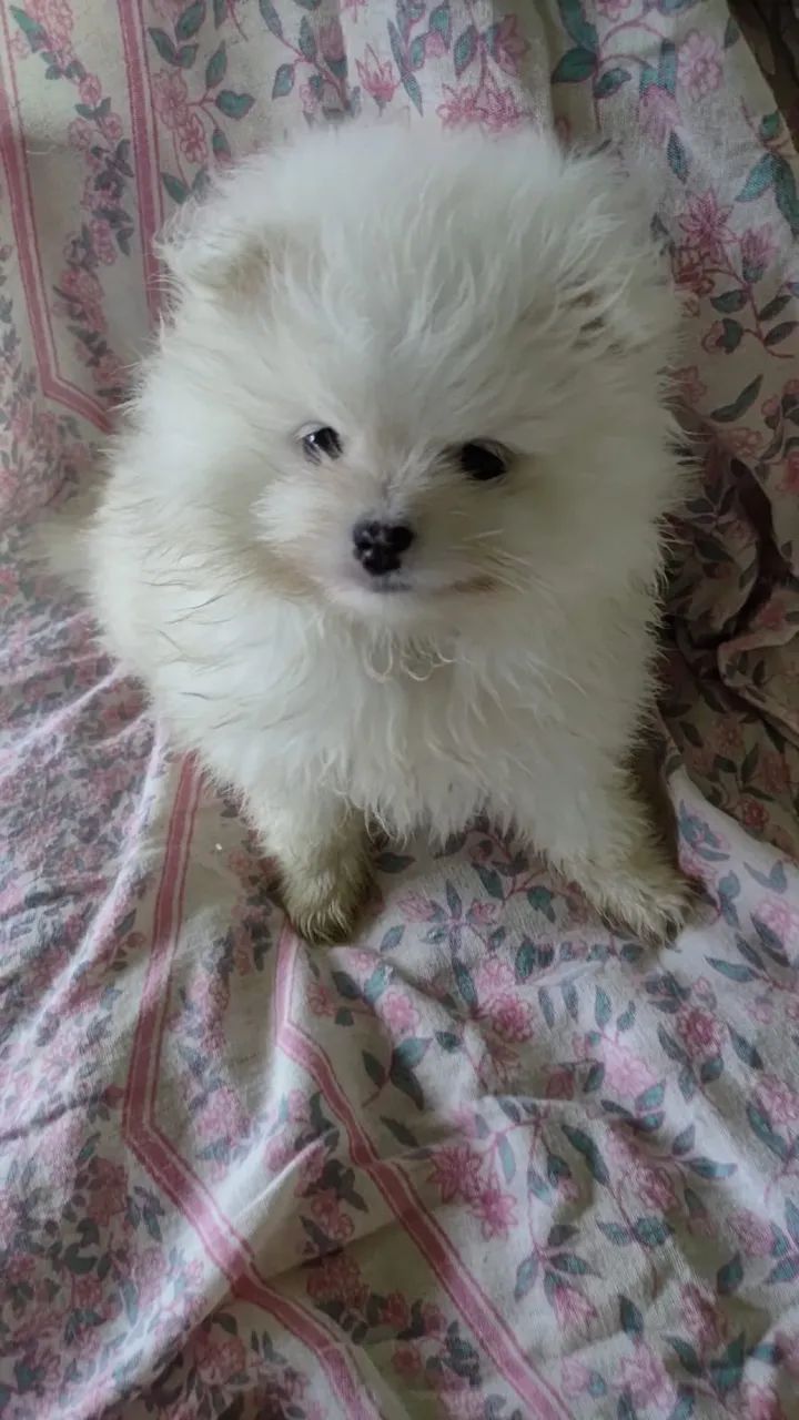 Lulu da Pomerânia - split alemão - Foto 3