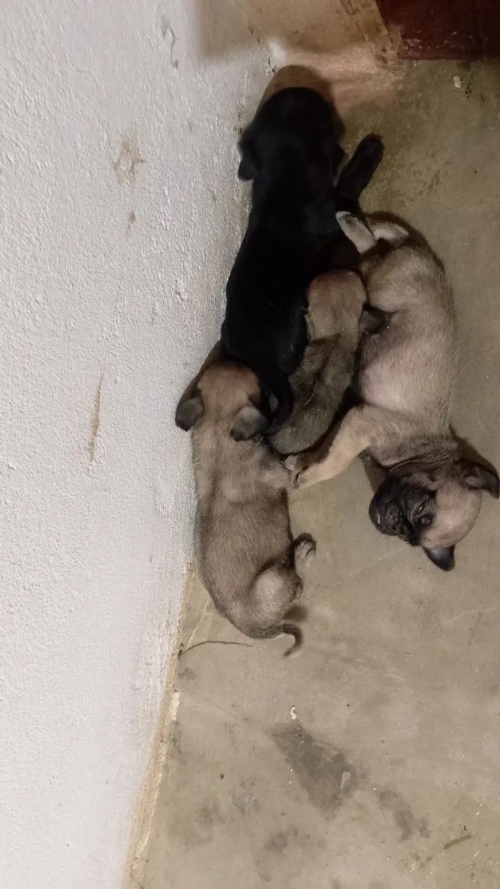 Filhote de Pug  - Foto 2