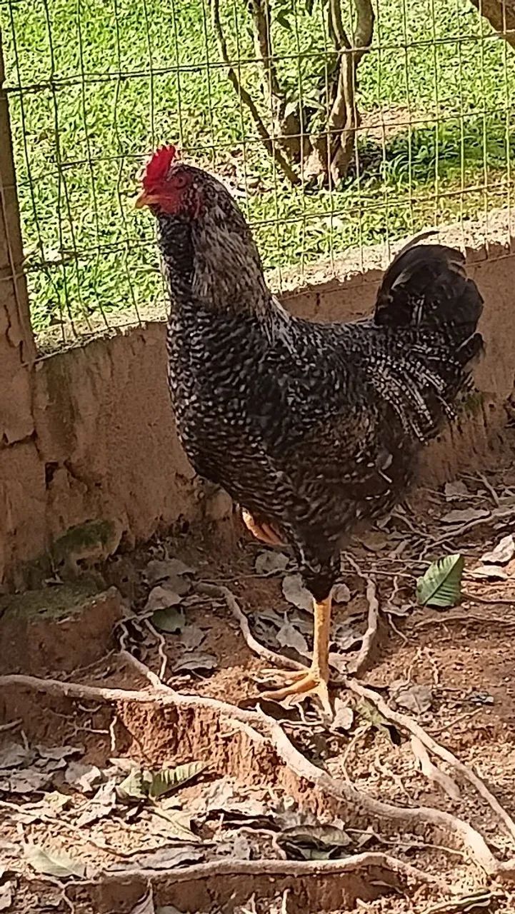 Venda galos bhrama e caipira - Foto 3