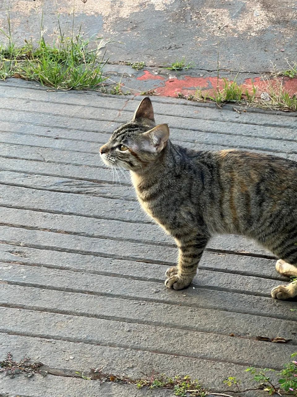 Gata aprox 3 meses