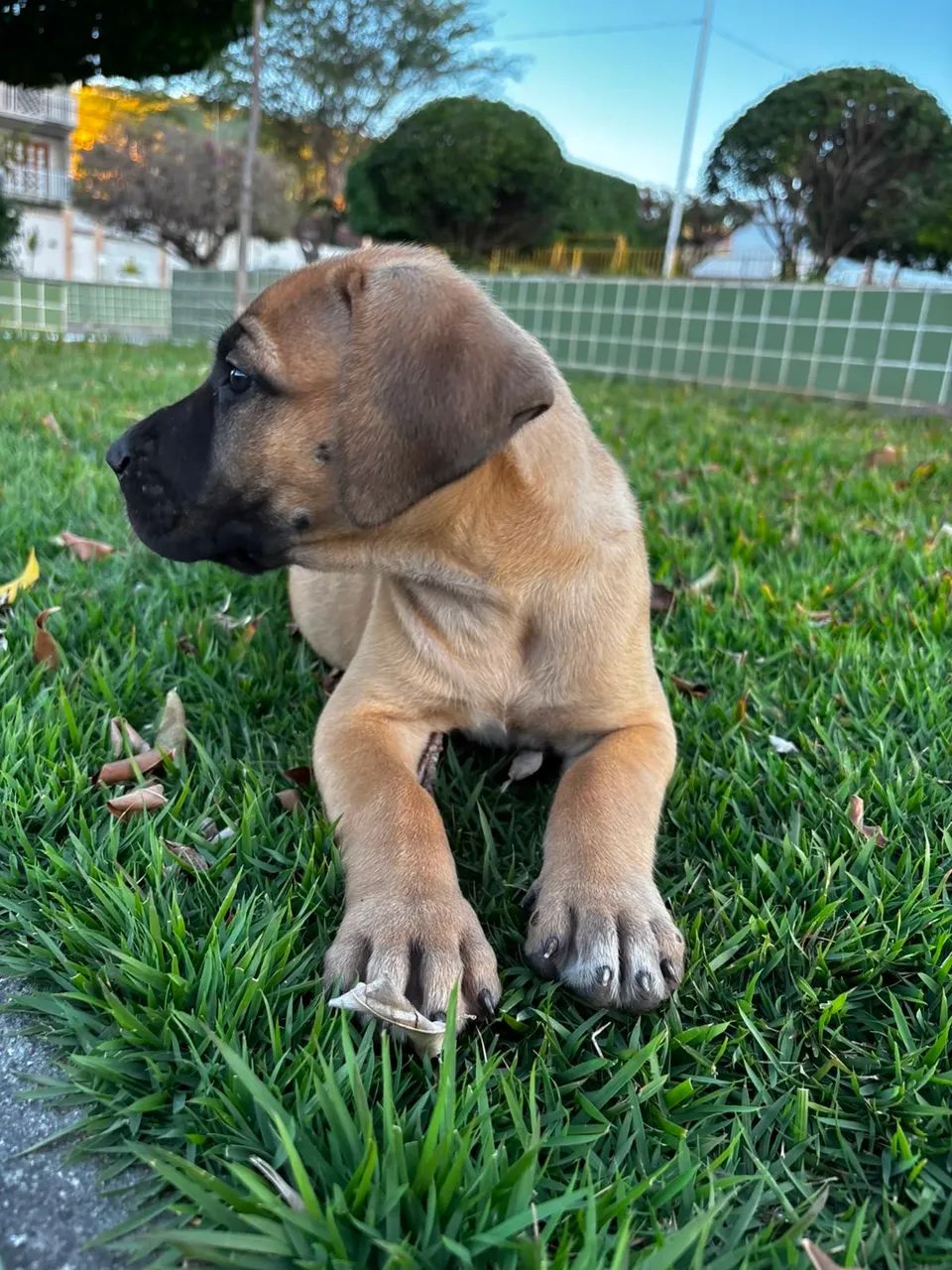 Filhote de Presa Canário com Pedigree - Vacinado e Pronto para Entrega - Foto 3