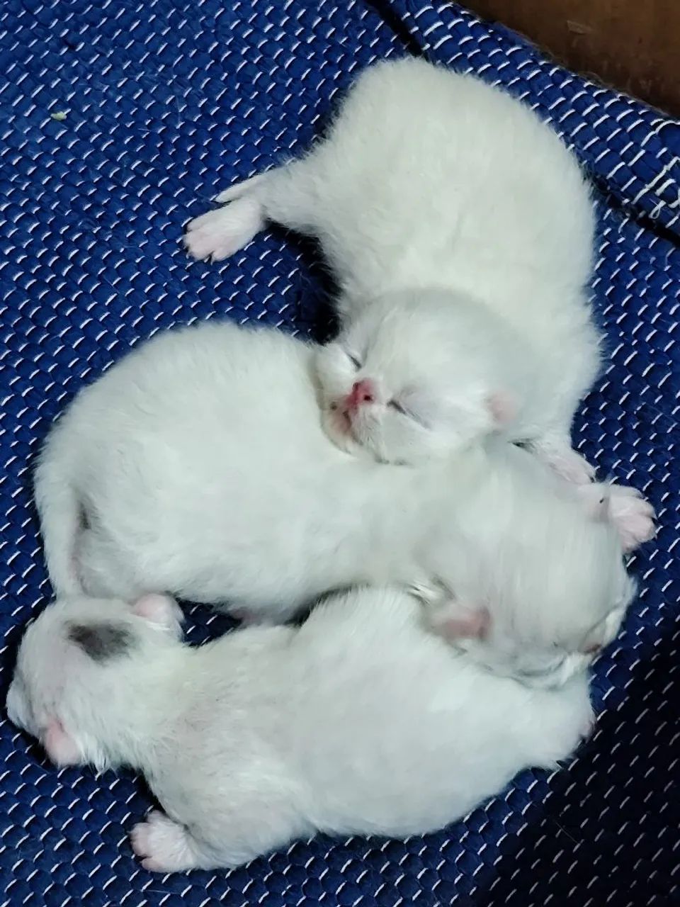 Gato persa - Foto 4