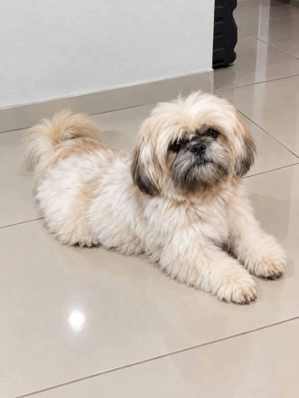 Shitzu Mini  - Foto 2