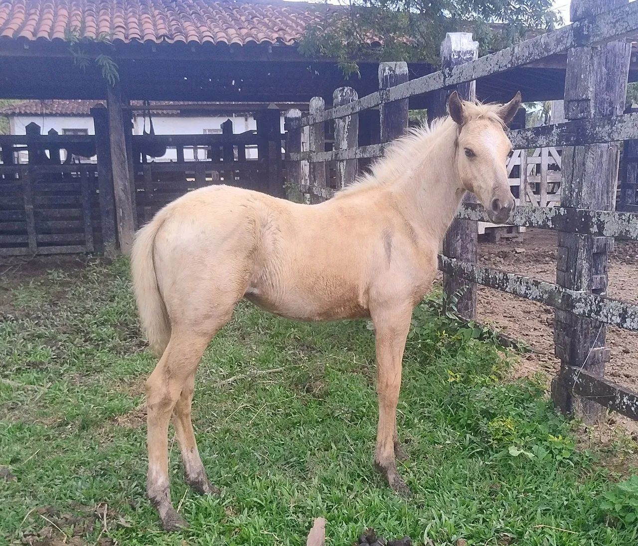 POTRA QUARTO de MILHA - Genética Roxão - Foto 2