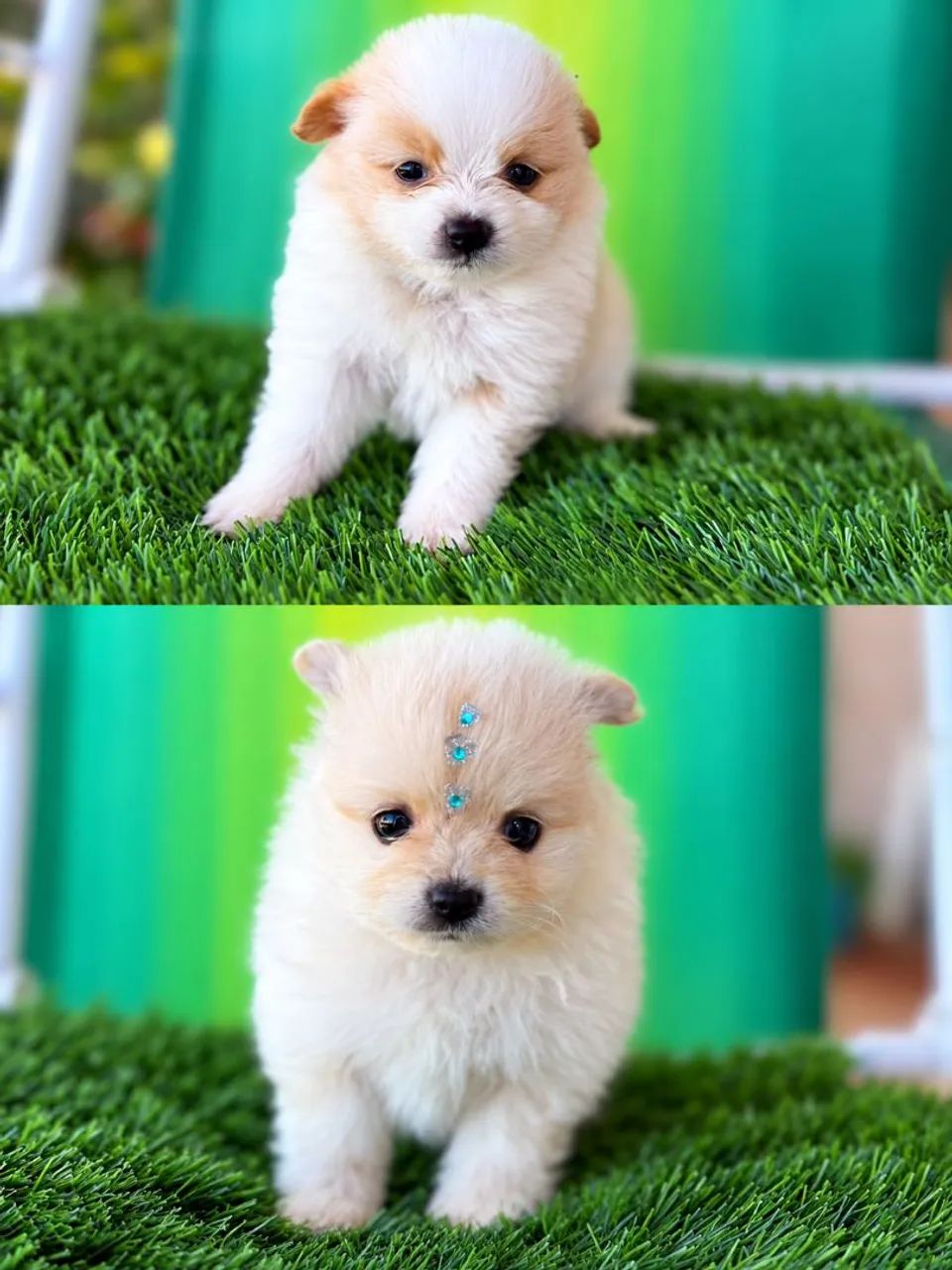 Spitz alemão 