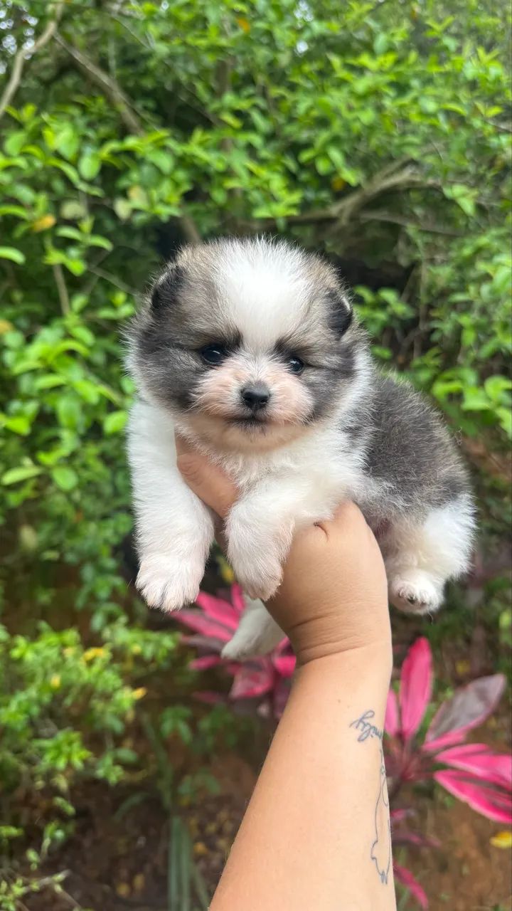 Spitz Alemão Macho - Foto 3