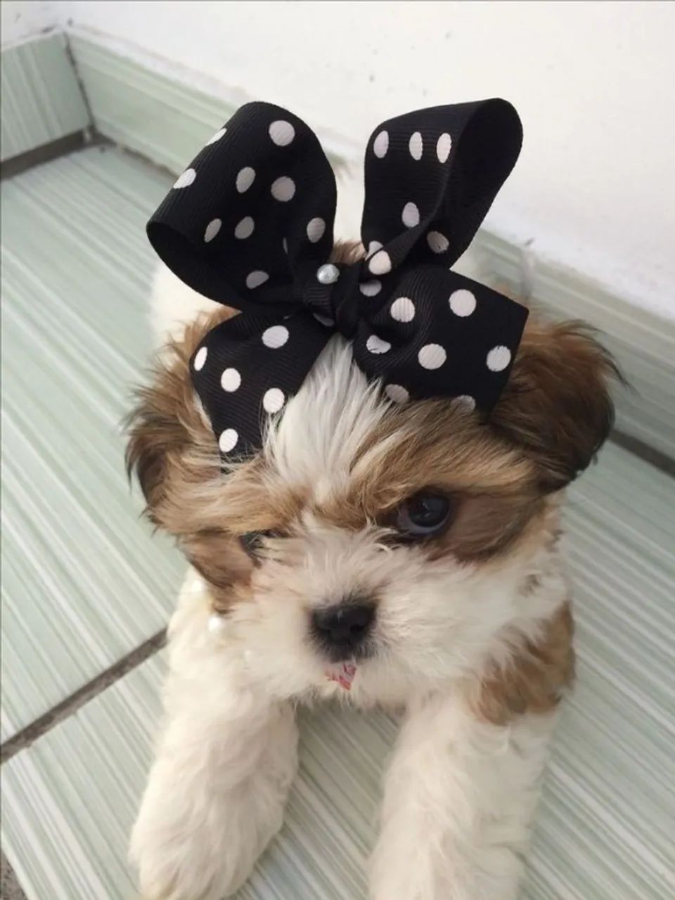 Cachorro Shih tzu/shitzu/shihtzu, Raça Sociável, Filhotes com Pedigree
