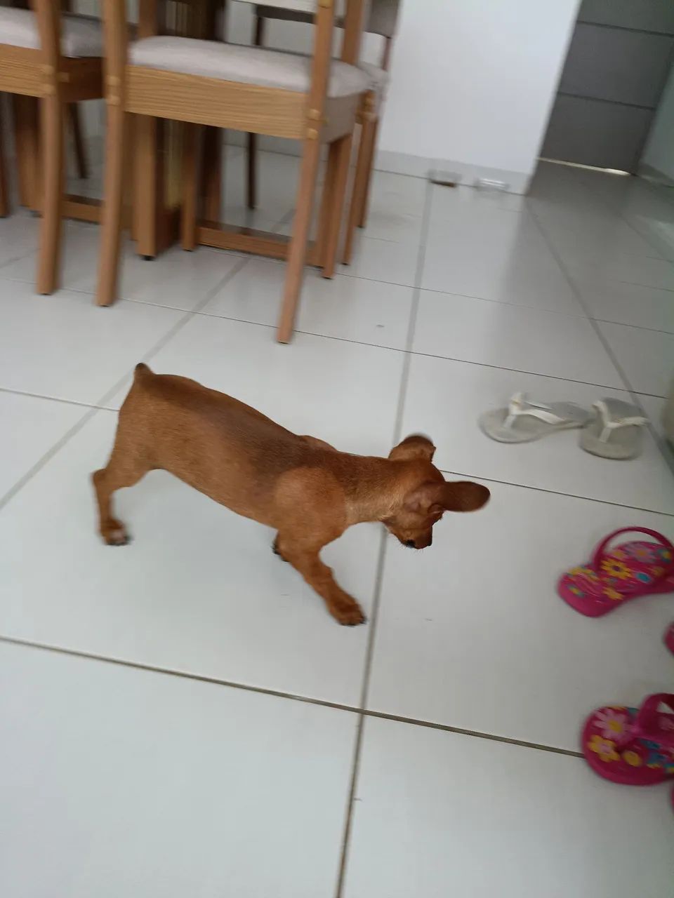 PINSCHER MACHO  - Foto 2