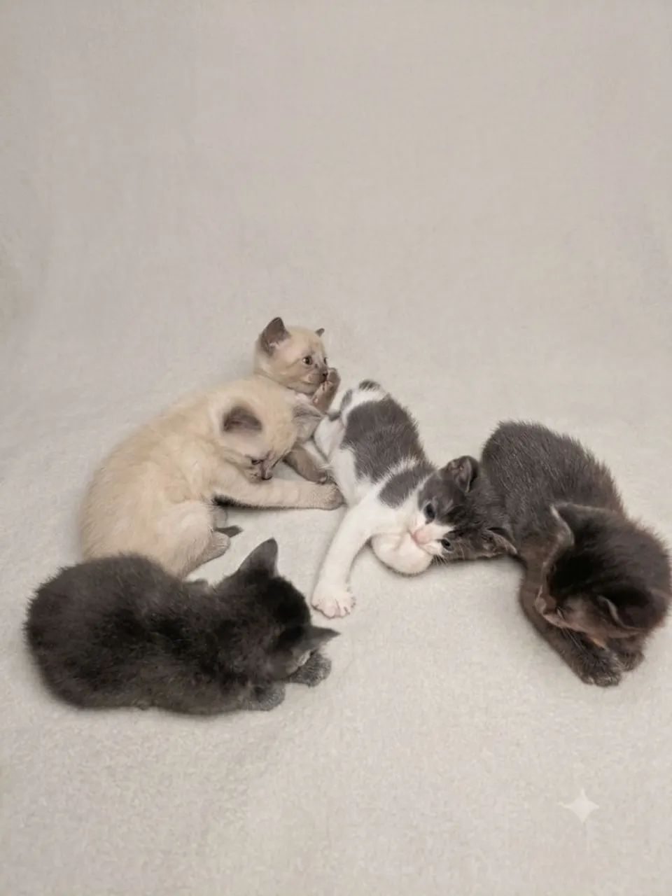 Gatos para doação  - Foto 2
