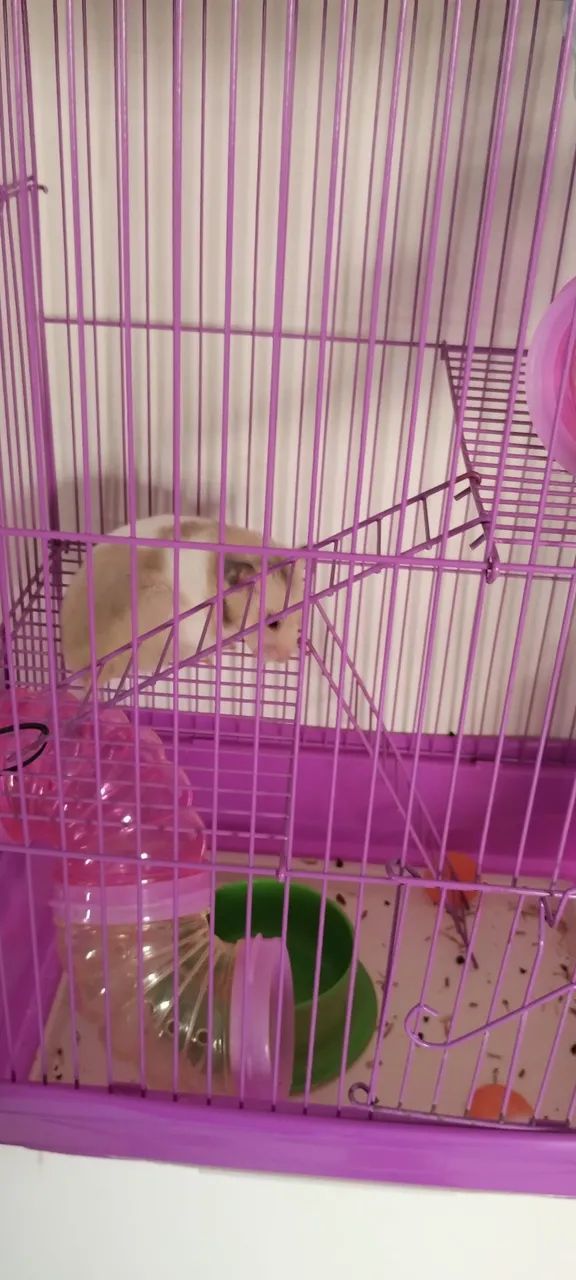 Vendo gaiola para hamster  - Foto 3
