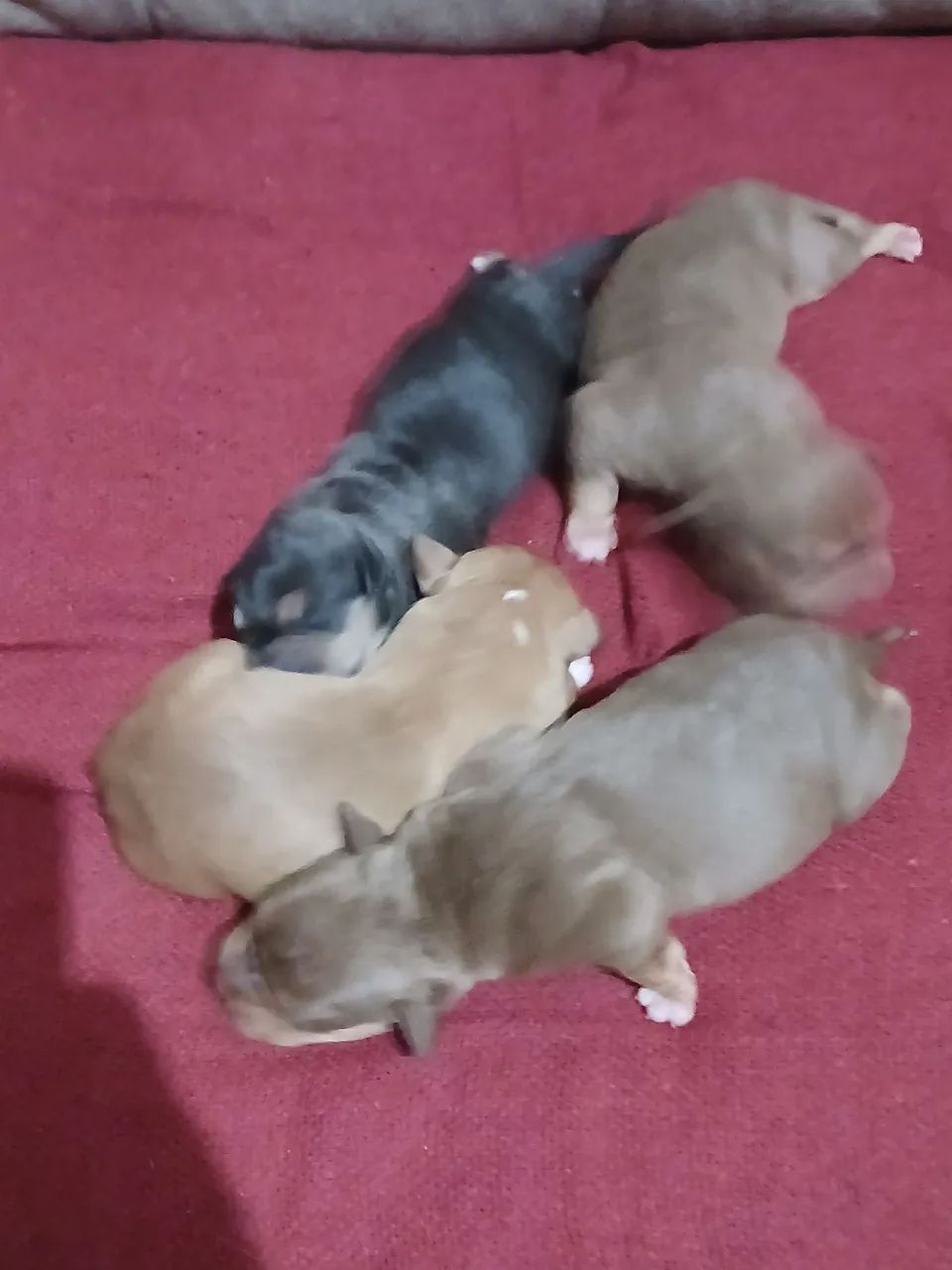 Filhotes de PITMONSTER  - Foto 4