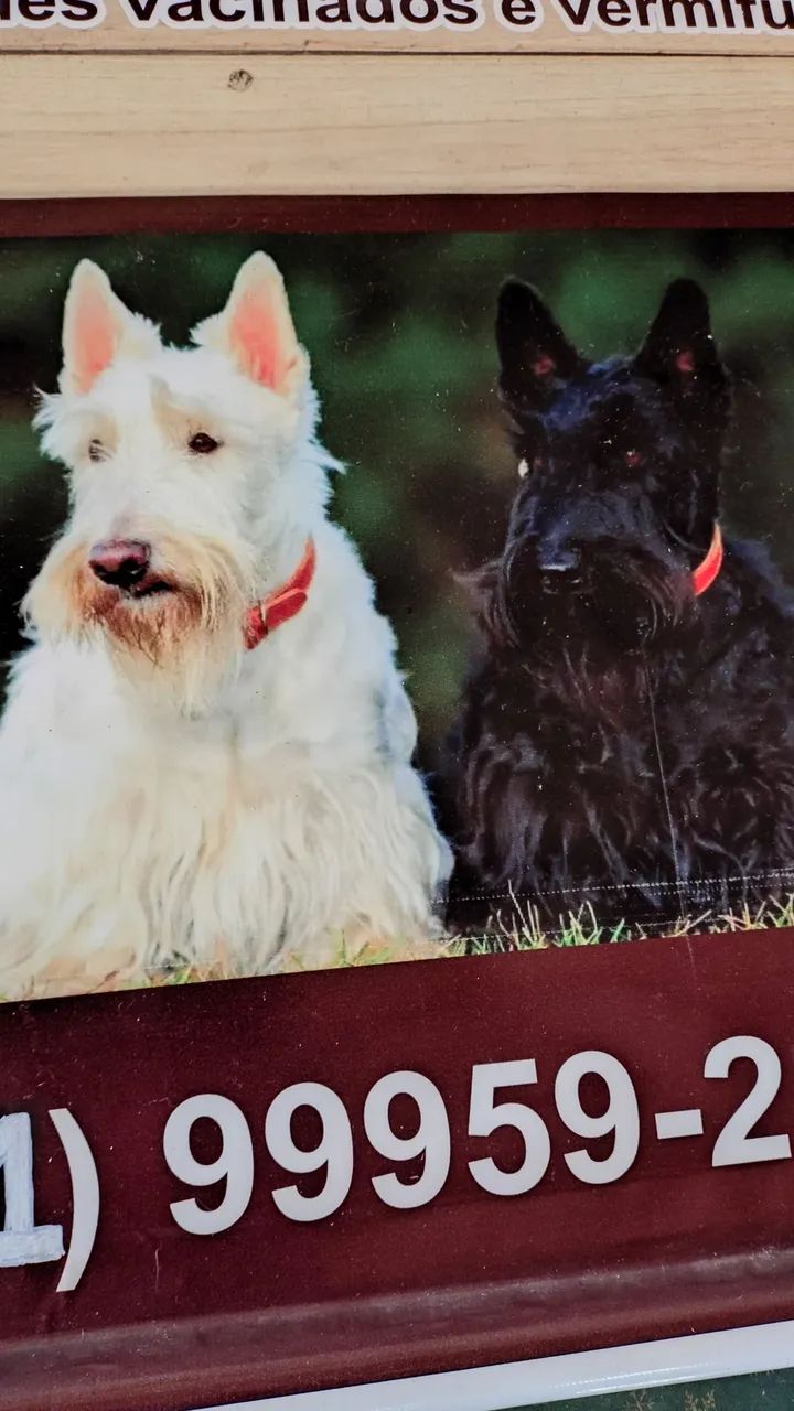 Terrier Escocês  - Foto 3