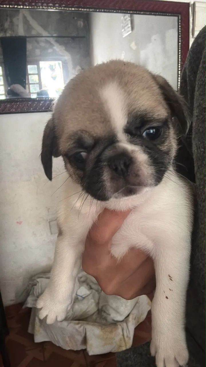Filhotes de pug - Foto 2