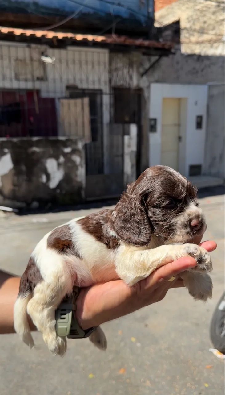 cocker spaniel - Foto 2