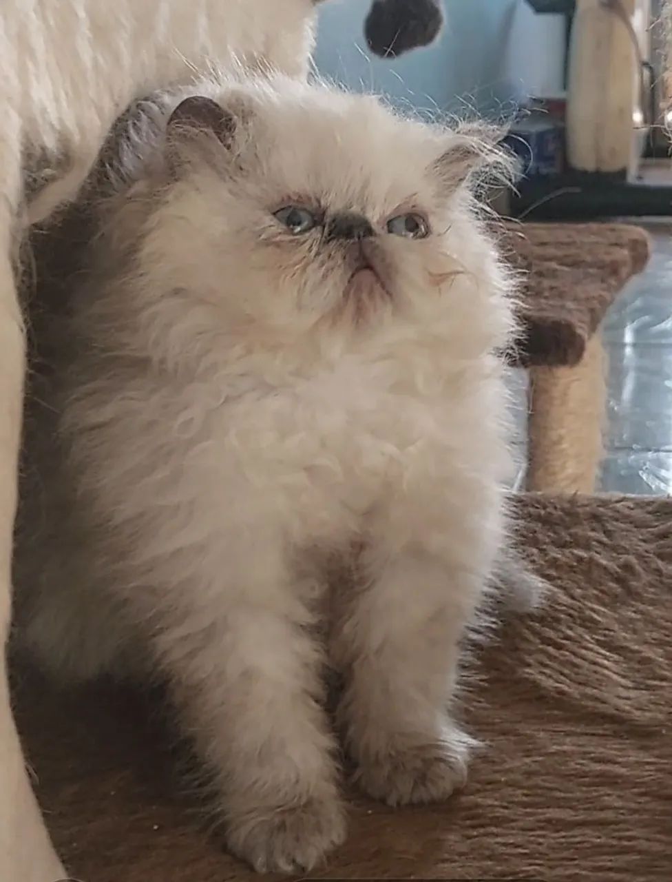 Persa Himalaia - Foto 3