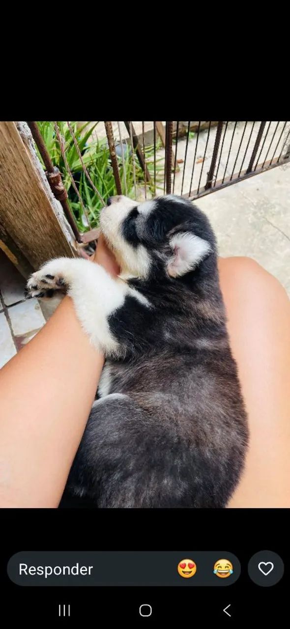 Husky siberiano  - Foto 2