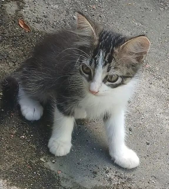 Filhotes de gatos fêmea 2 meses - Foto 2