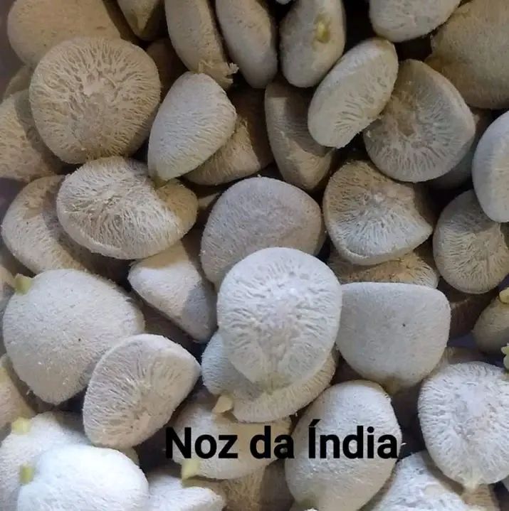 Noz da india 