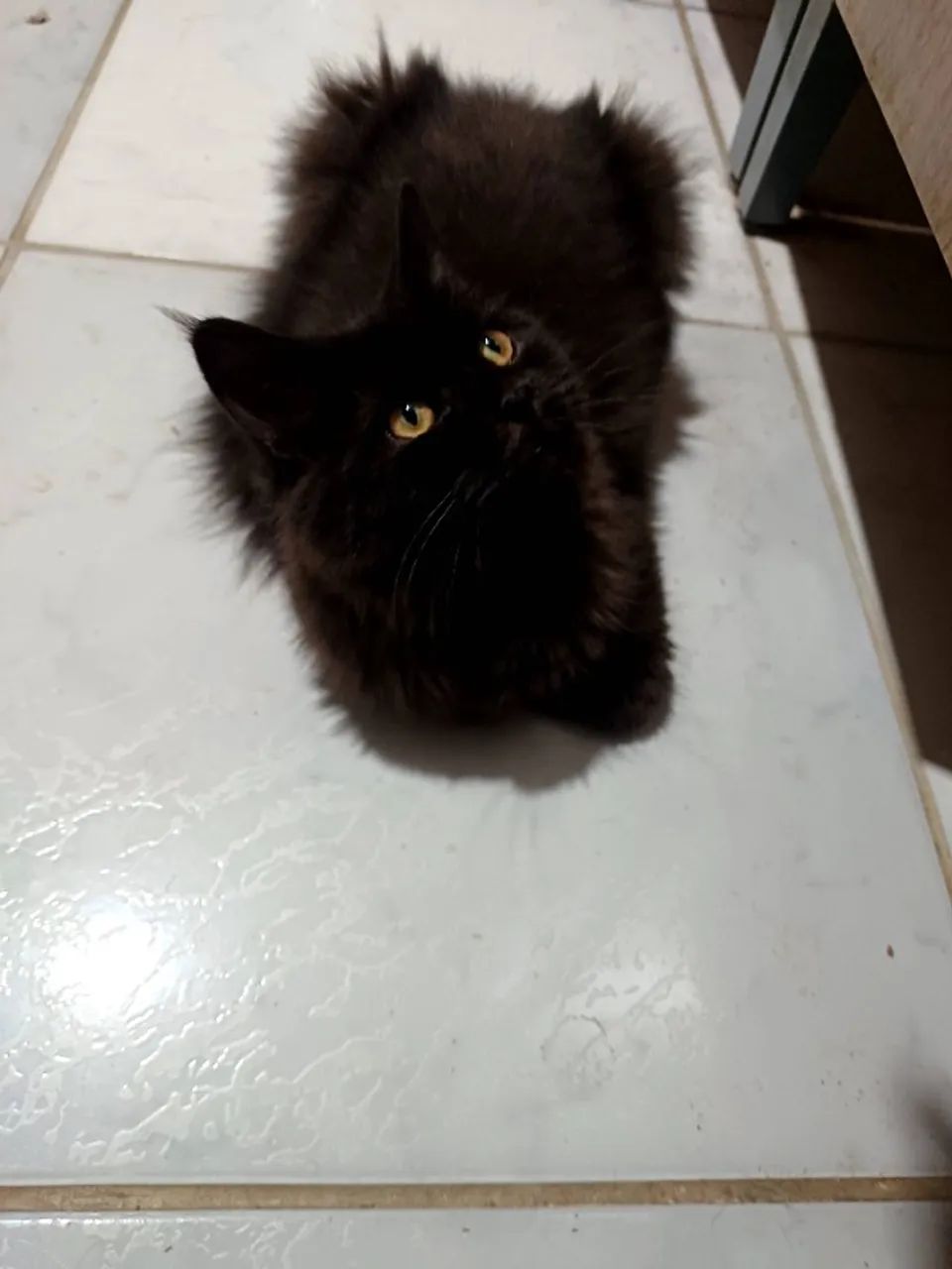 Fêmea Maine Coon