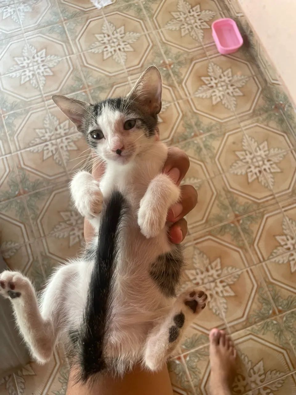 Doa-se gatinho lindos  - Foto 3