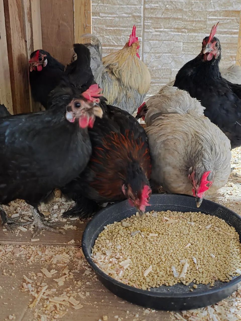 Galinhas Mini Cochin Lavanda - Foto 4