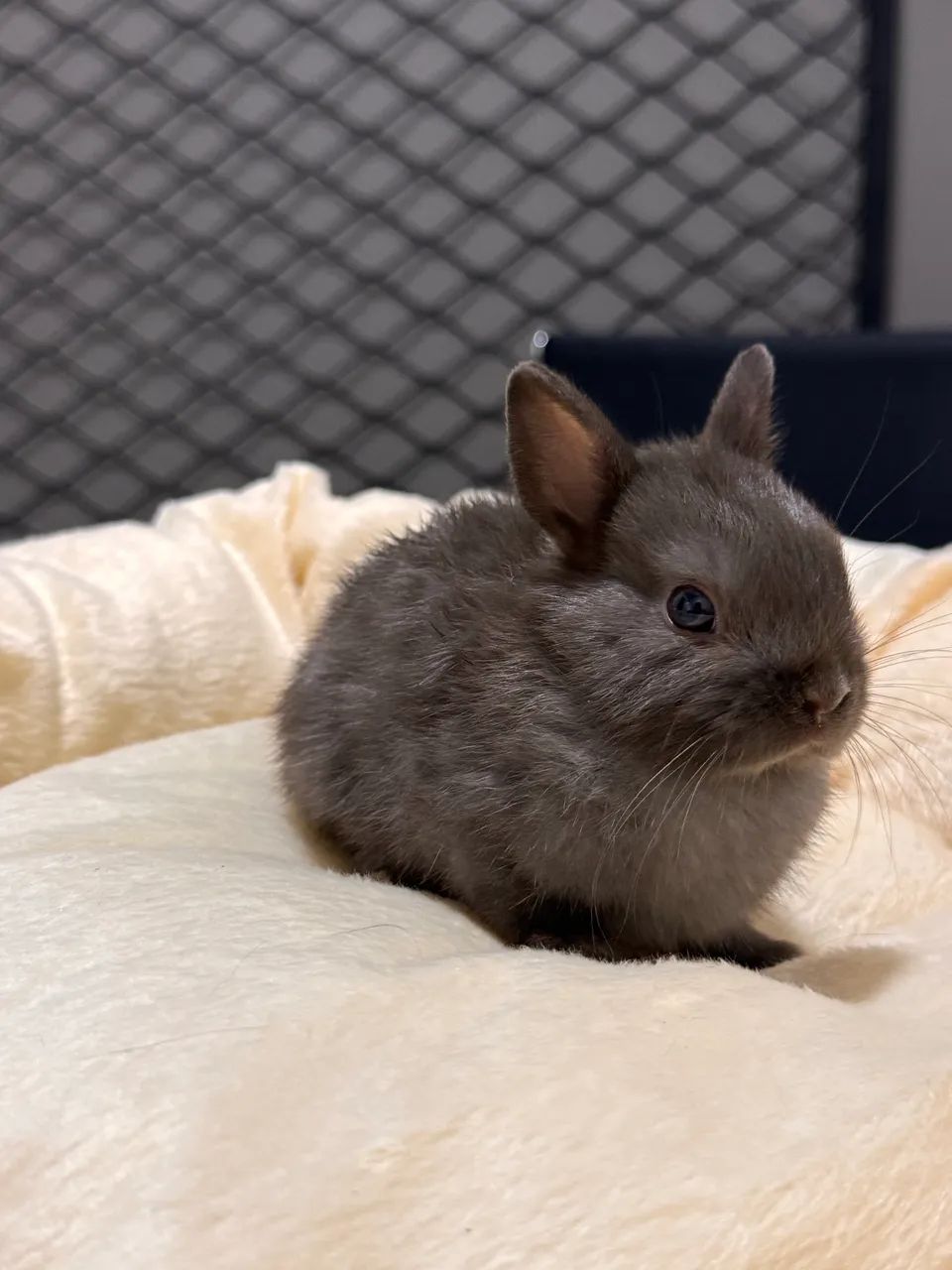 Anão dwarf menor raça de coelho do mundo  - Foto 2