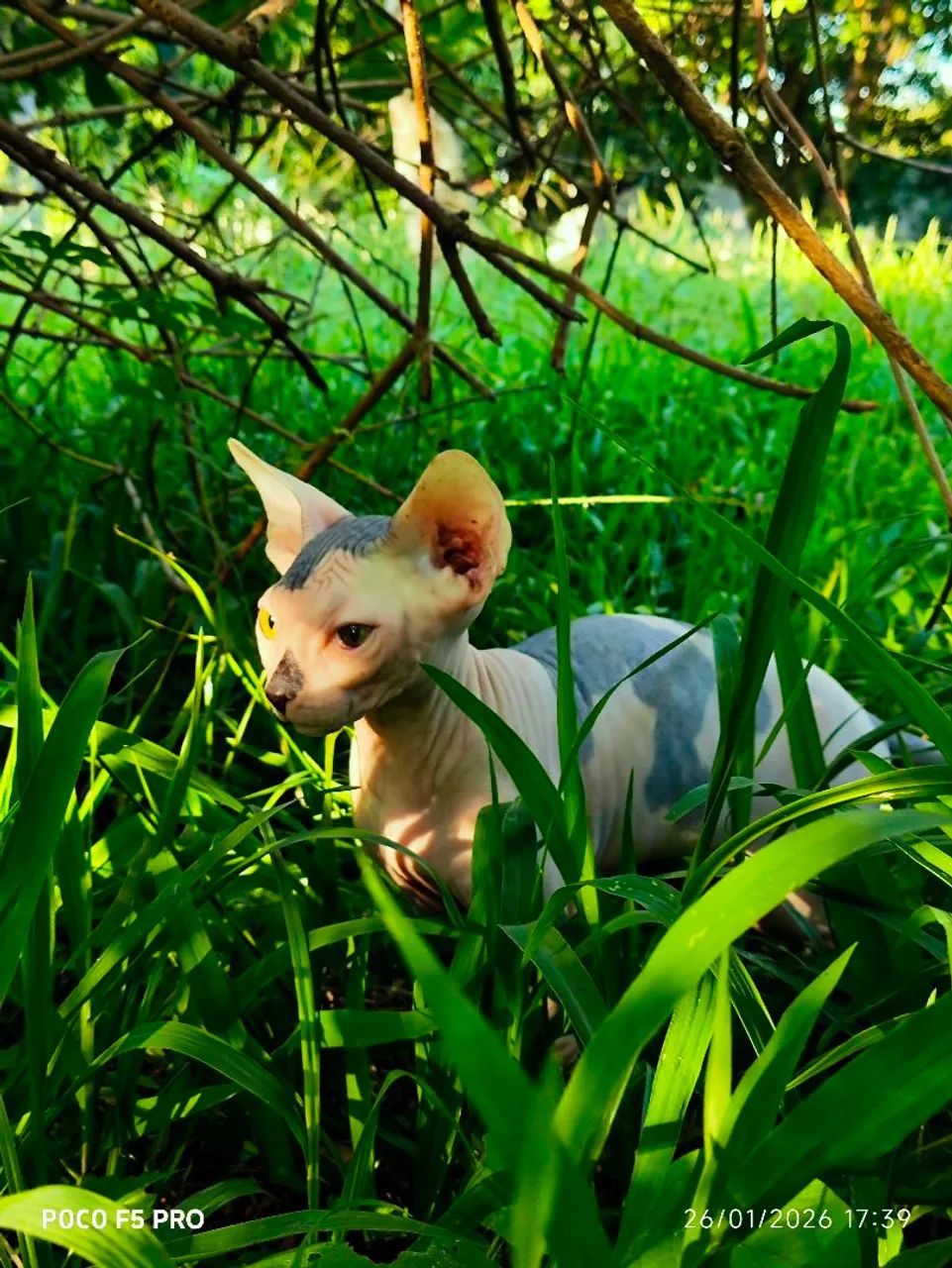 SPHYNX  - Foto 3