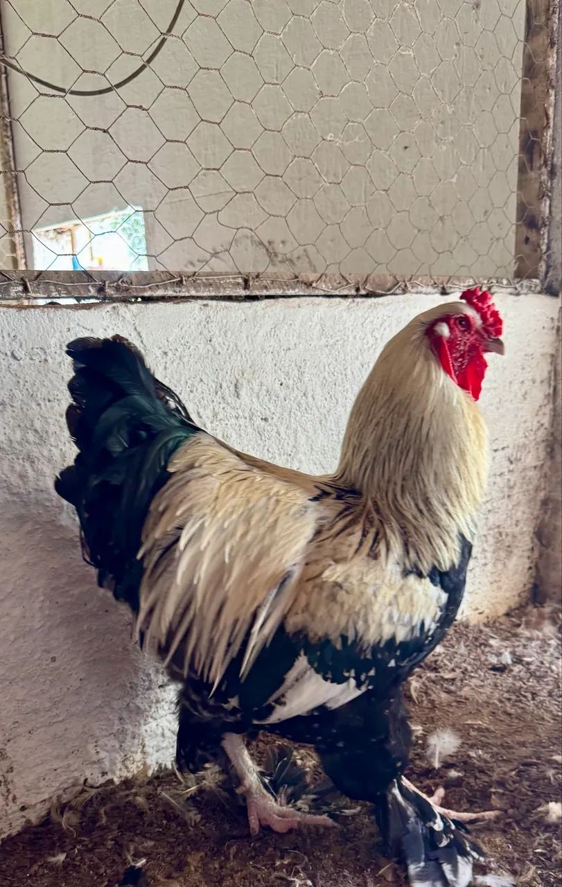 Galinhas brahmas - Foto 4