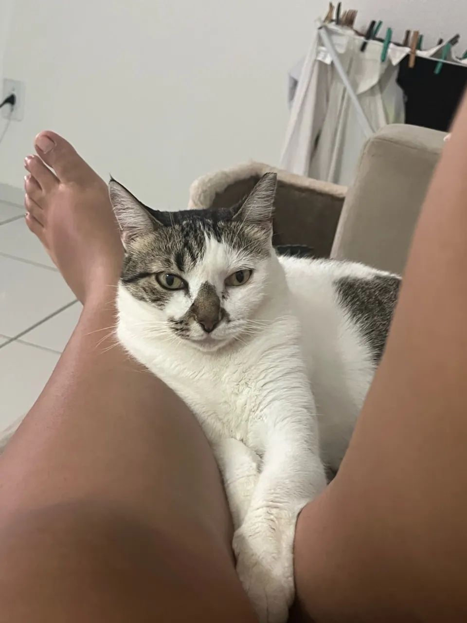 Adoção responsável  - Foto 3