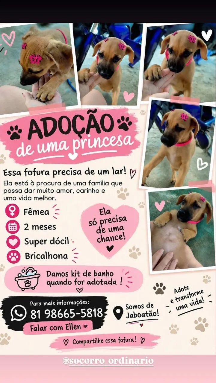 Cachorro doação - Foto 2