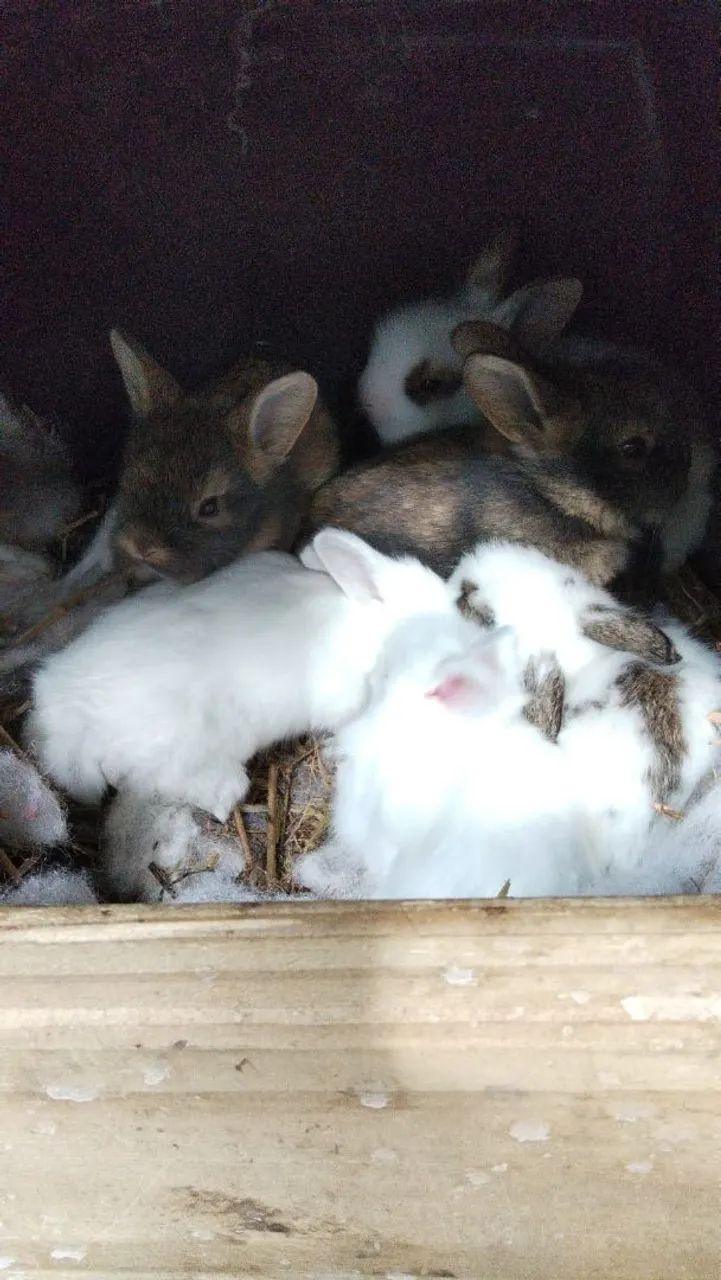 Mini Coelhos - Foto 2