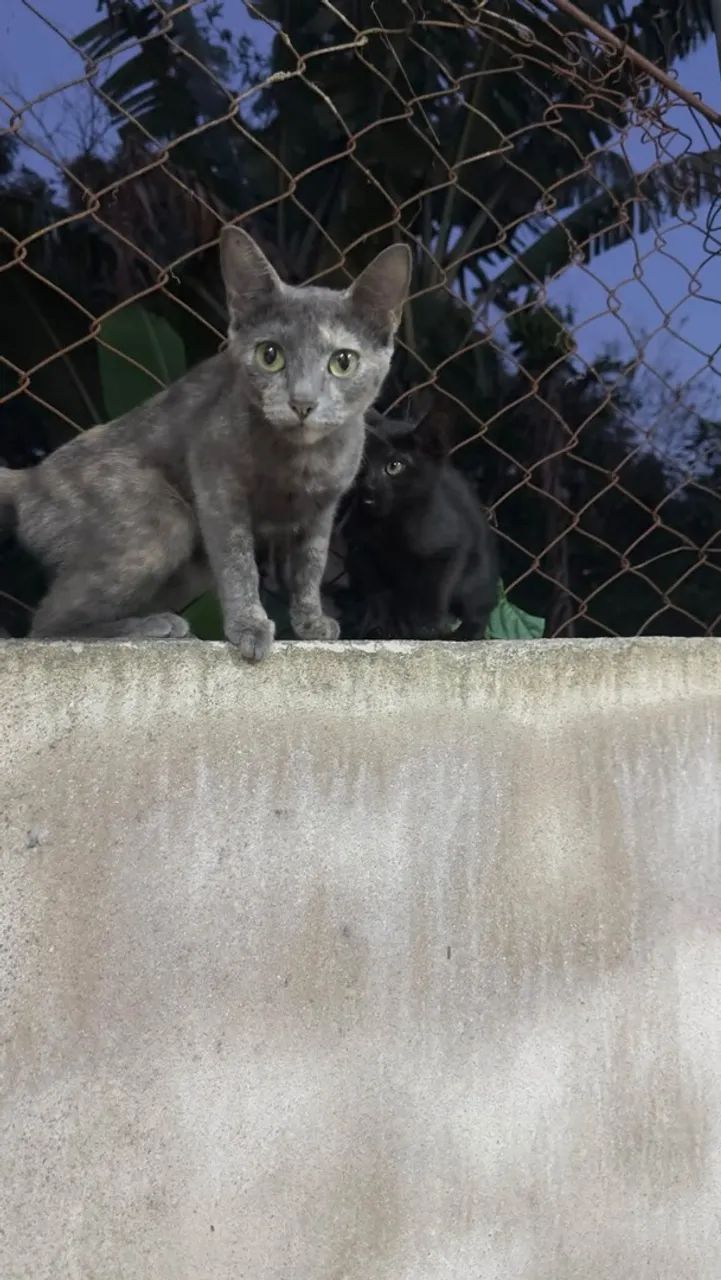 Doação  - Foto 3