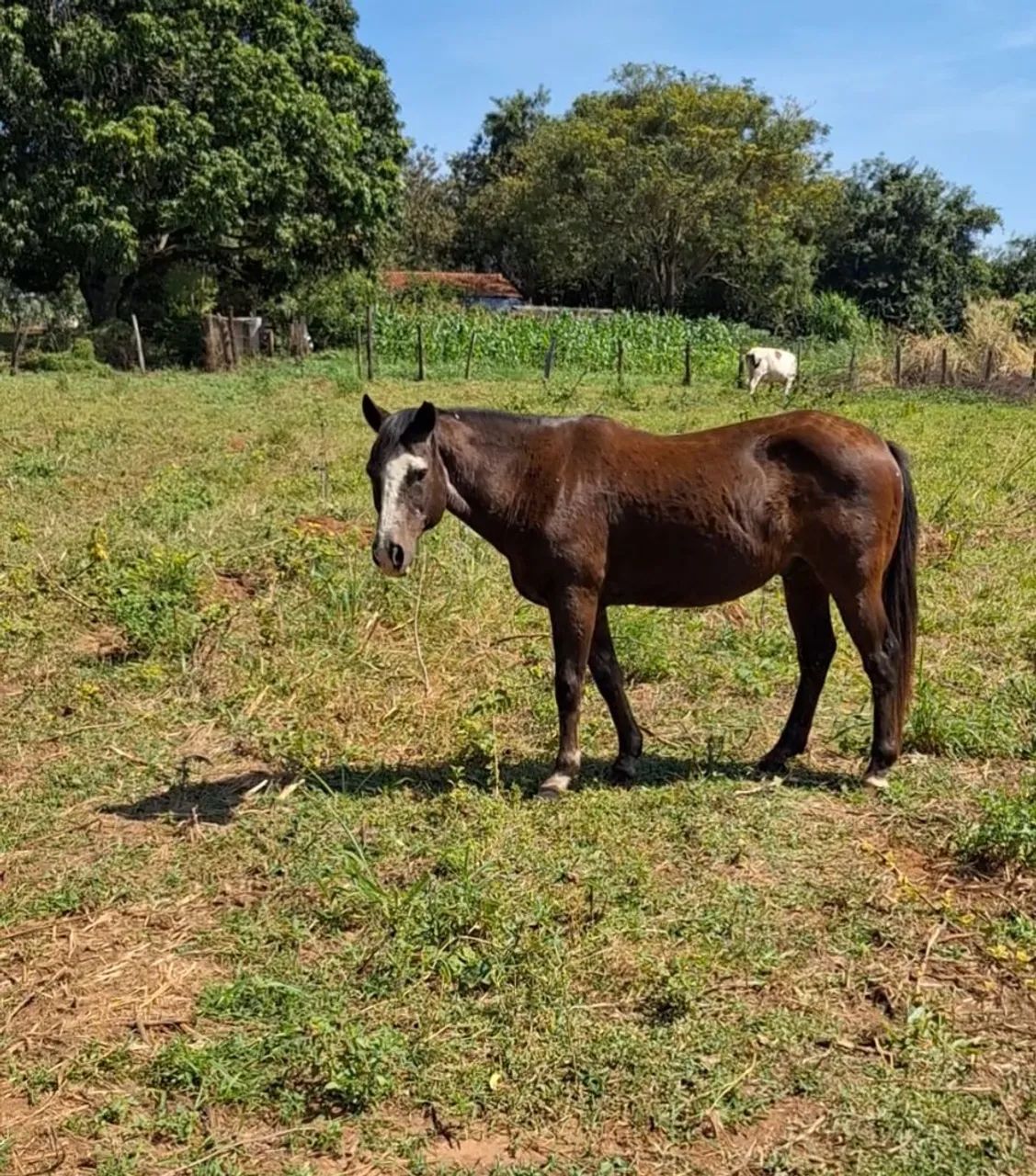 Cavalo QM - Foto 2
