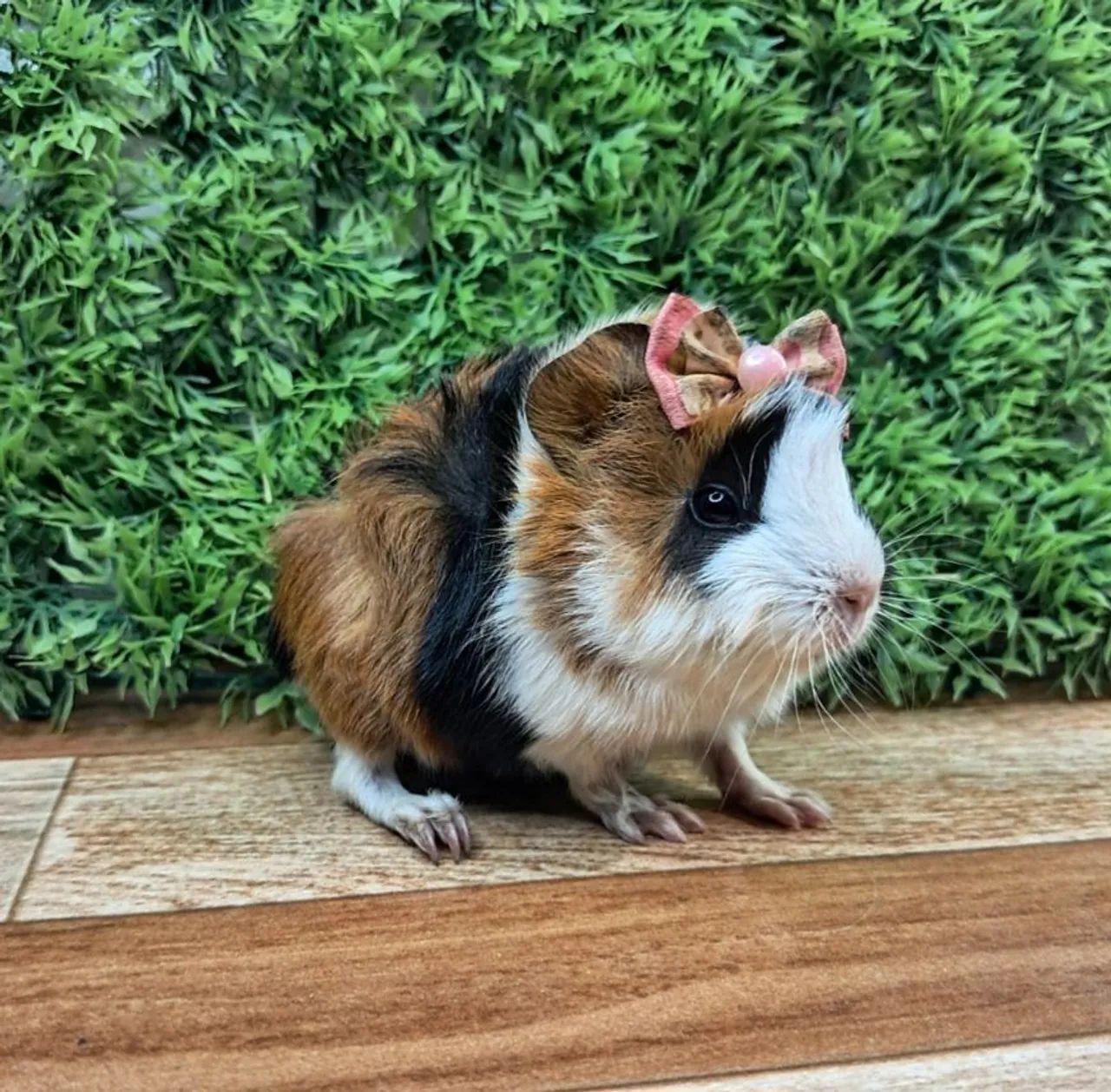 Porquinho da india