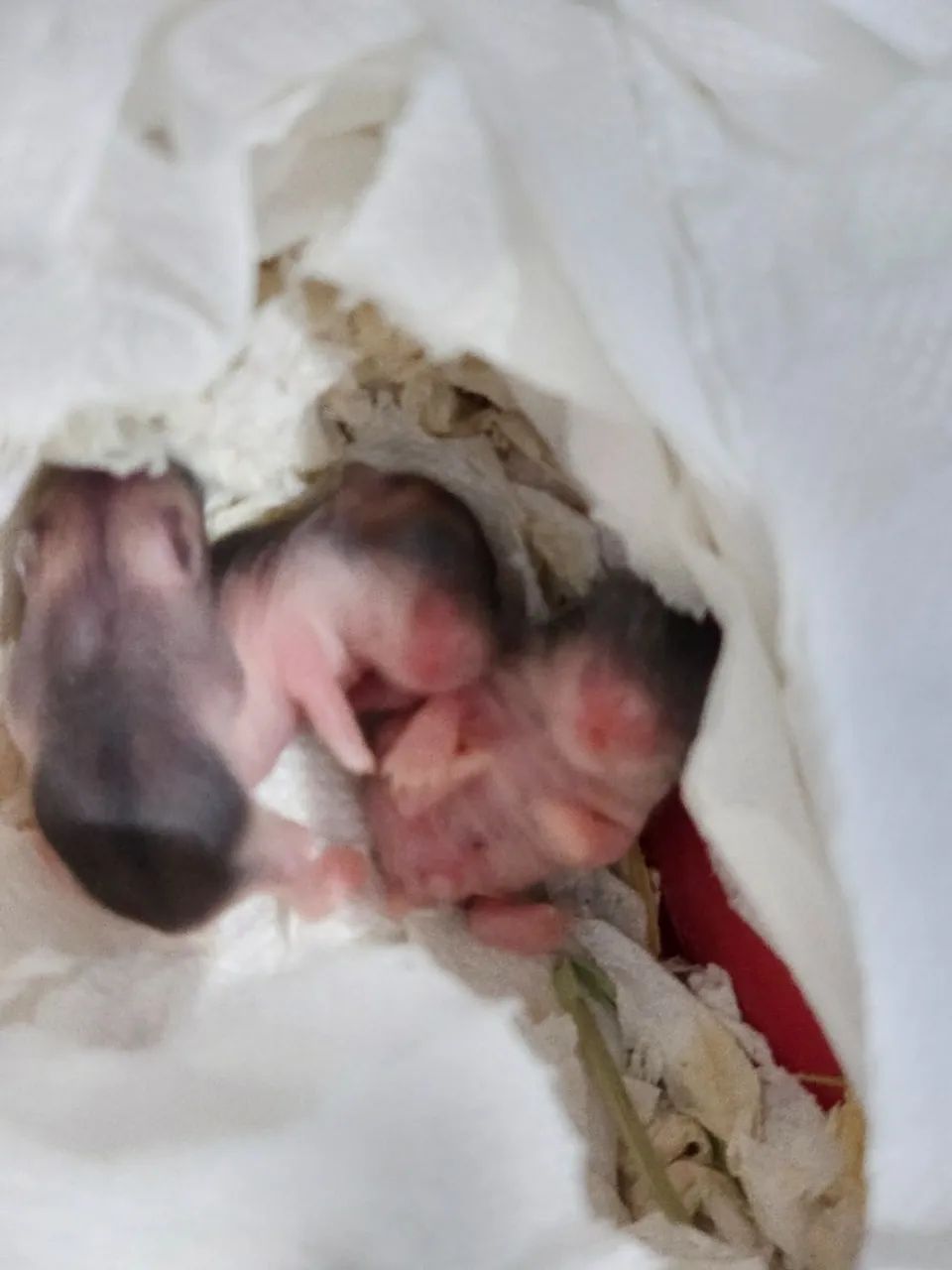 Filhote Hamster - Foto 2
