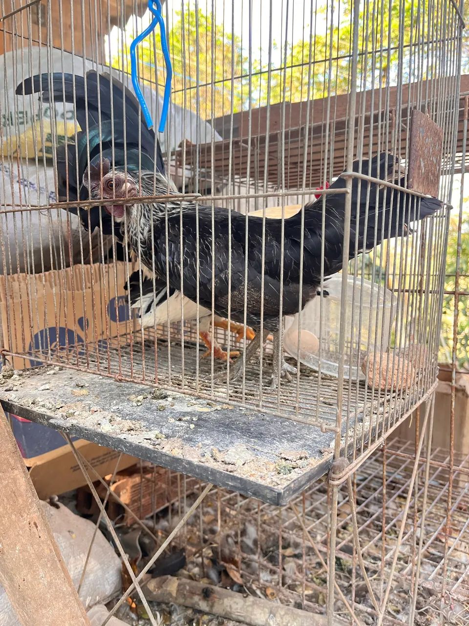Galinhas e galos garnizé mini