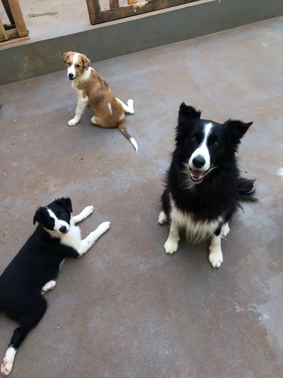 Border Collie macho - Foto 3