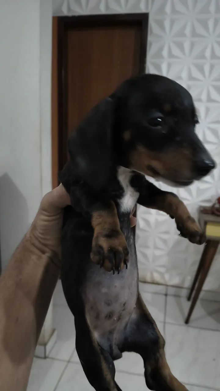 DASCHUND MACHO E FEMEA 