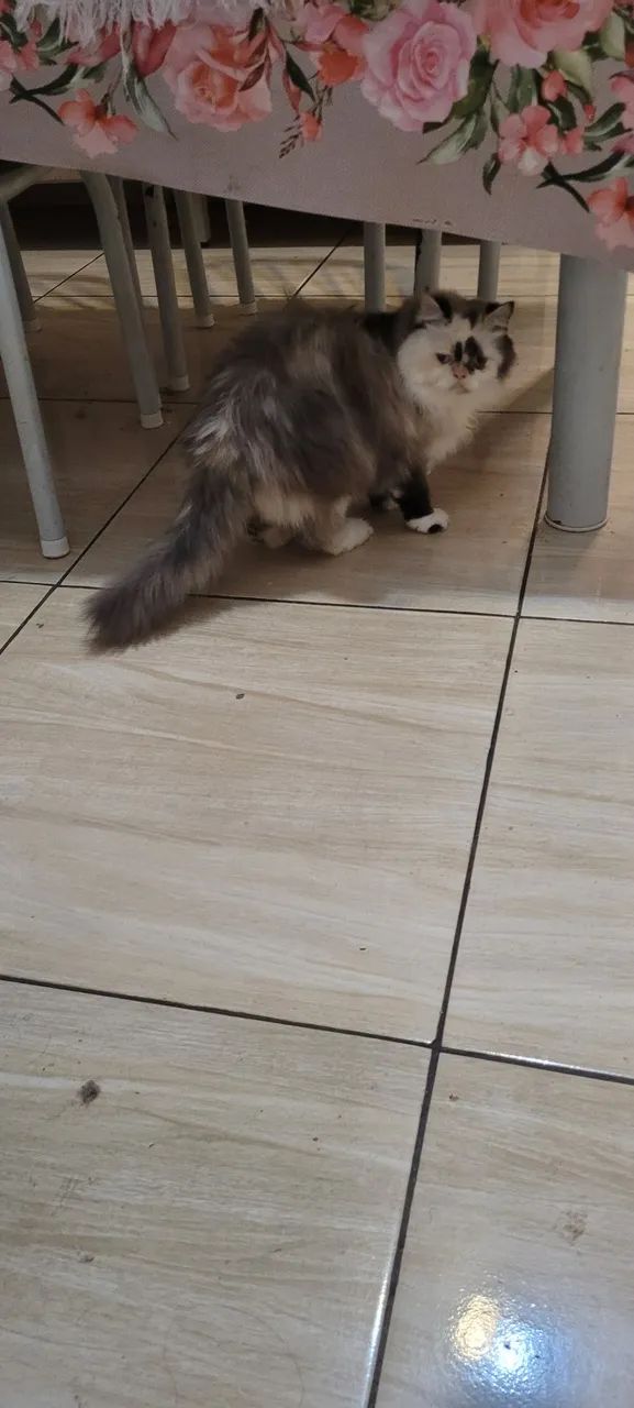 Gata persa - Foto 4